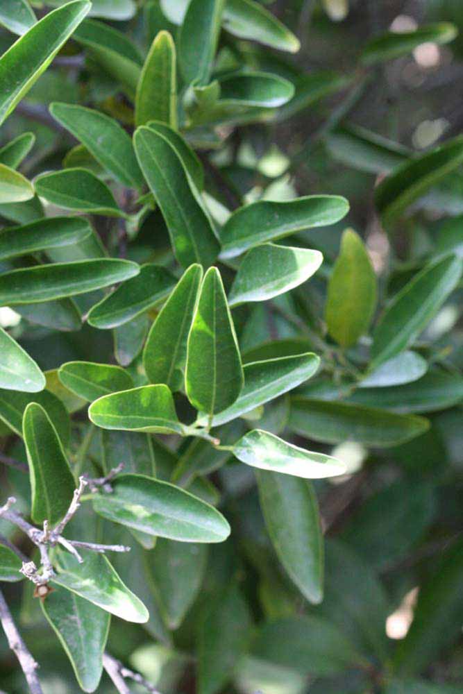              Sun leaves (Riverside, CA)       